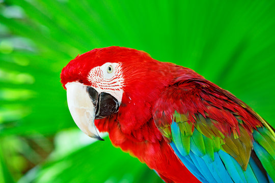 Portrait of colorful scarlet macaw parrot against jungle. Side view of wild ara parrot head in green background. Wildlife and rainforest exotic tropical birds.