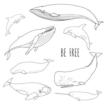 Set of different whales. Vector illustration of marine mammals, isolated on white background. Dolphin, cachalot, narwal, orca, humpback, white, bowhead, right whale. Be free. Line drawing