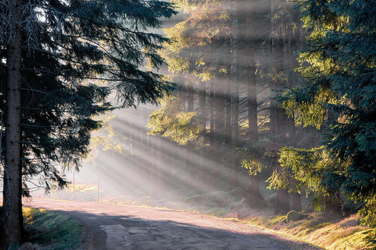 Malerische Lichtstimmung im Tannenwald