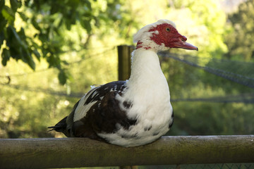 Bird 69