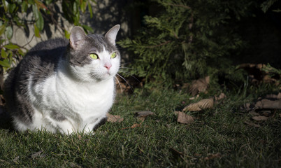 European white cat with green eyes in the garden
