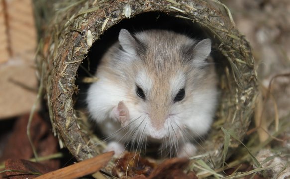 S&uuml;sser Zwerghamster von vorne mit einem Pf&ouml;tchen in der Luft