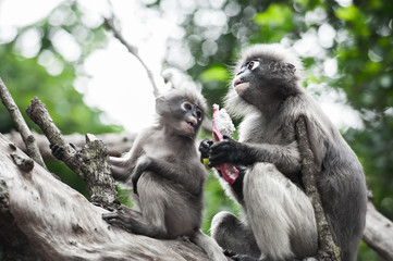 Dusky leaf monkey, Spectacled Langur in Thailand