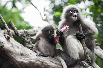 Dusky leaf monkey, Spectacled Langur in Thailand