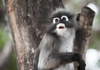 Dusky leaf monkey, Spectacled Langur in Thailand