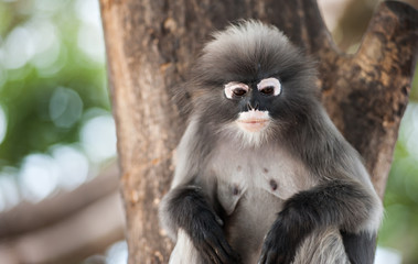 Obraz premium Dusky leaf monkey, Spectacled Langur in Thailand