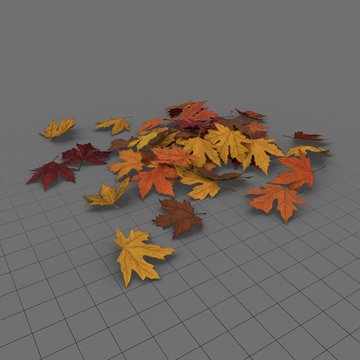 Leaves Maple 01