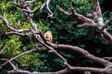 Golden fur baby Dusky leaf monkey, Spectacled Langur playing and jumping on tree top, southern of Thailand