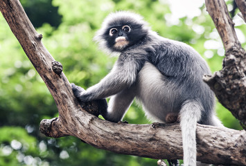 Dusky leaf monkey, Spectacled Langur in Thailand