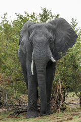 Elephant Zambezi
