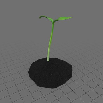 Plant Sprout