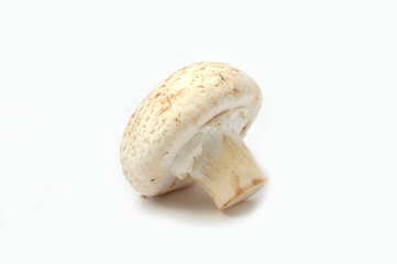 kültür mantarı resimleri