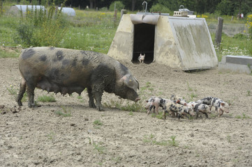 Schweinesau mit Ferkel auf dem Bauernhof.