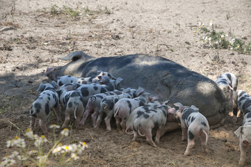 Schweinesau mit Ferkel auf dem Bauernhof.