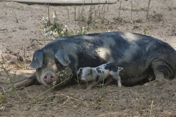 Schweinesau mit Ferkel auf dem Bauernhof.
