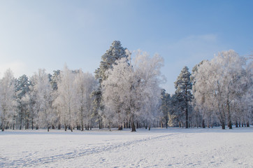 Trees covered with frost in a snowy forest
