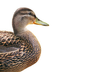 Portrait of a duck on a white background, wild bird profile, isolate