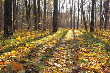 In autumn forest