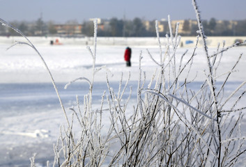 Winterlandschaft: schneebedeckte Gr&auml;ser am See in der Wintersonne