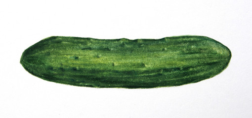 Hand drawn illustration of a fresh cucumber isolated on white background. Colored pencils drawing. Close up of a raw vegetable. Contemporary artwork