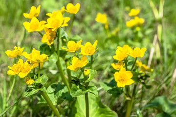 Yellow flowers on spring meadow, marsh marigolds blooming on wetlands
