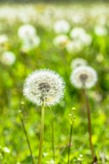 Seeds of dandelions on meadow in spring with green blurred background