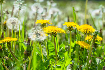 Yellow dandelion flowers in green grass on spring meadow