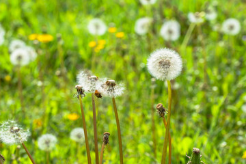 Seeds of dandelion on green meadow in spring sunny day