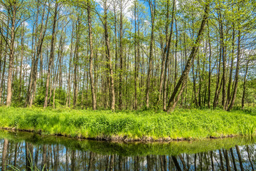 Obraz premium Spring landscape with green forest and river flowing into the lake
