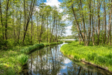 Fototapeta na wymiar Spring landscape with green forest and river flowing into the lake