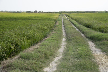 Fototapeta na wymiar rice paddy