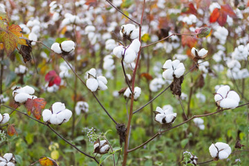 Cotton Field, Cotton Cultivation, and Research in Bangladesh.