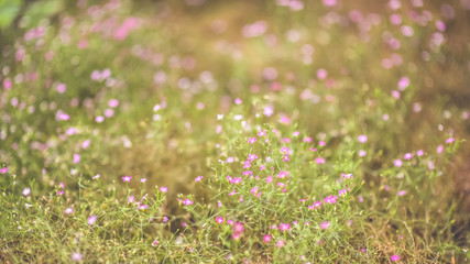 Pink Flowers Blurred Background.