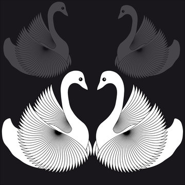 White swans on black background