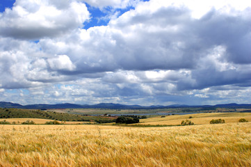 Wheat field in front of mountains, and sky with clouds background