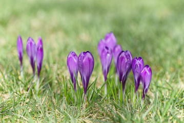 Beautiful violet crocuses grow in meadow. Early spring flowers.