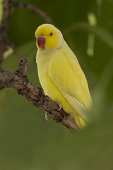 Portrait of Yellow Indian Ringneck Parrot (Psittacula krameri) standing at branch in nature