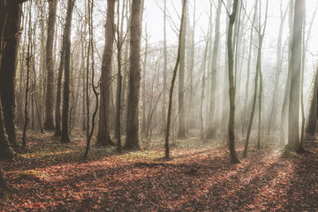 Fototapeta premium Woodland at the end of autumn