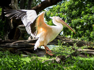 A great white pelican spreading its wings.
