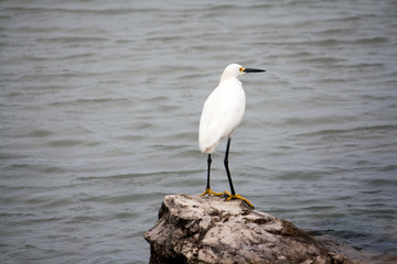 A snowy white egret perched on a rock overlooking the ocean.
