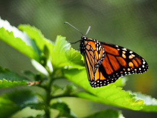 A monarch butterfly perched on a leaf.
