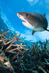 Tiger shark and hard coral.