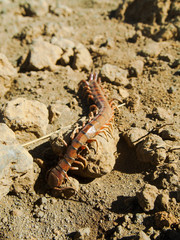 A red and black centipede of he family Scolopendidae crawling across a rock.