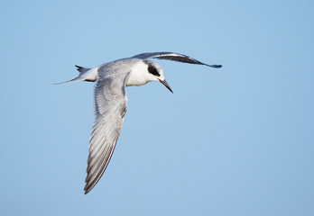 Forster's Tern In Flight