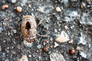 A cicada has molted and left this exoskeleton remaining on the ground.