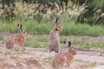 Zając szarak  (Lepus)