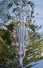 A freshwater crocodile swims down a river in Australia.