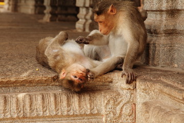 rhesus macaque monkeys playing and grooming in a temple