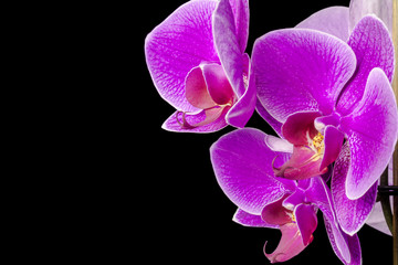 Phalaenopsis orchid branch on a black background