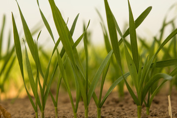 young green shoots of winter wheat